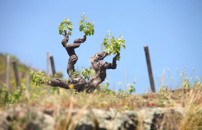 Visita às vinícolas Vini Gambino - Foto 6