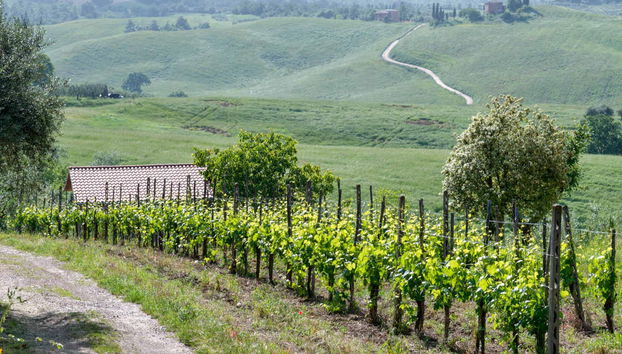 Pecorino Cheese and Wine Tour - Foto 3