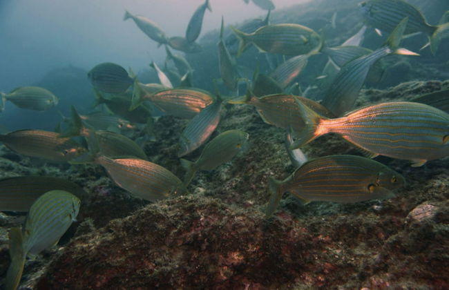 Curso de buceo PADI Open Water - Foto 2