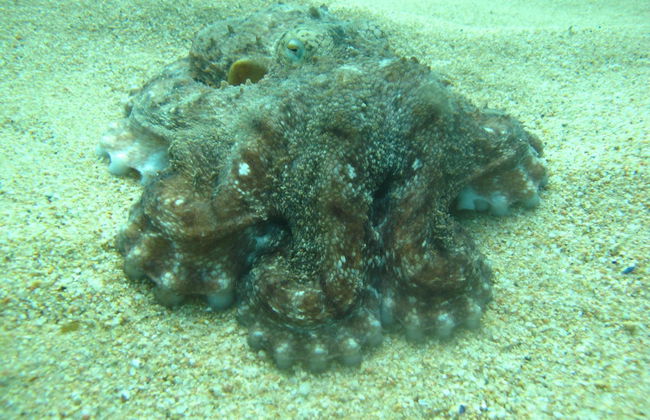 Curso de buceo PADI Open Water - Foto 4