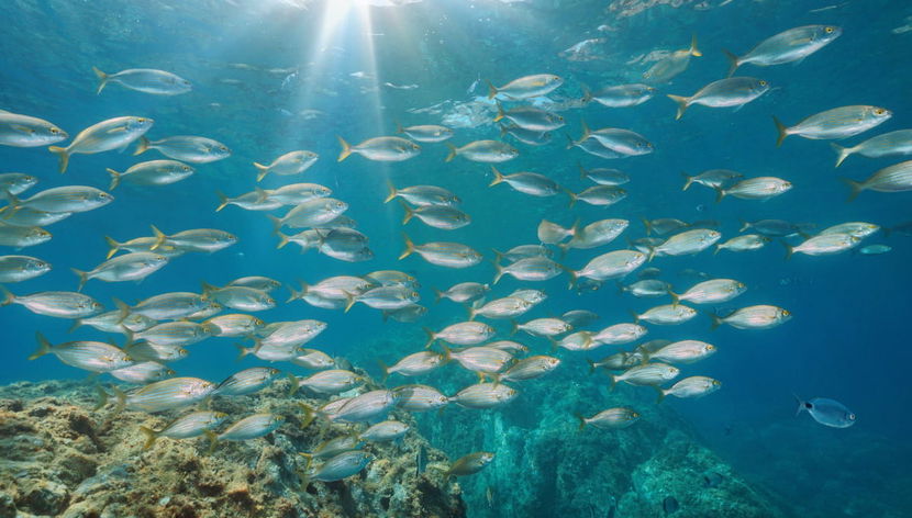 Beginner's Scuba Dive in Tossa de Mar - Foto 2