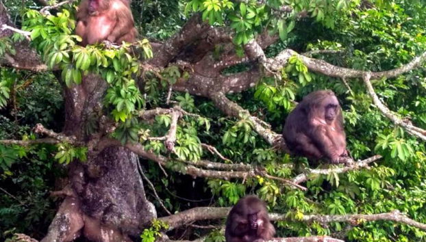 Excursão a Los Tuxtlas e Catemaco - Foto 3