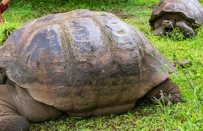 Excursión a la reserva de tortugas gigantes El Chato - Foto 4