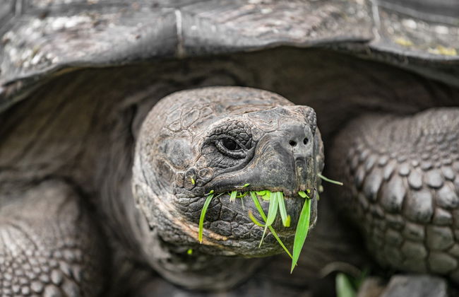 El Chato Ranch Giant Tortoise Tour - Foto 4