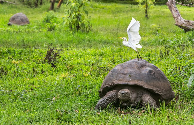El Chato Ranch Giant Tortoise Tour - Foto 1