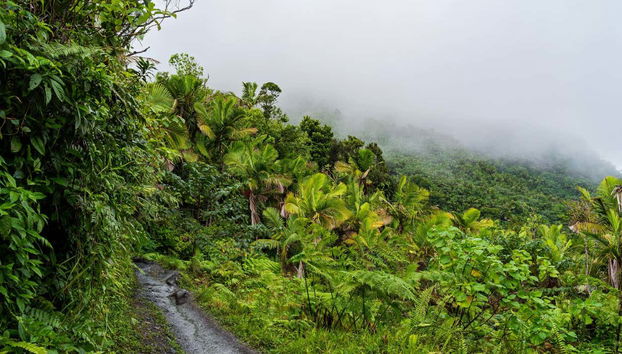 Excursión al Bosque Nacional El Yunque - Foto 5