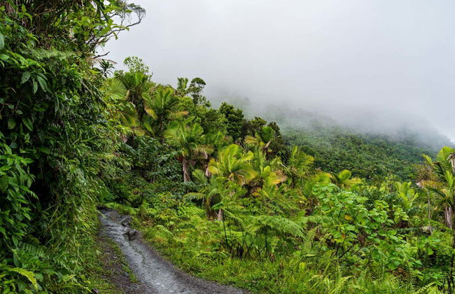 Excursión al Bosque Nacional El Yunque - Foto 5