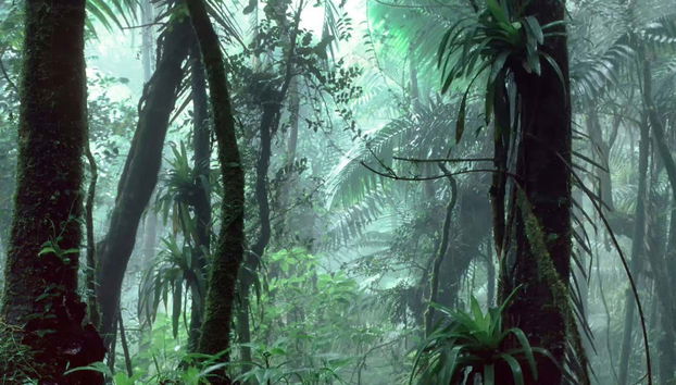 Excursión al Bosque Nacional El Yunque - Foto 4