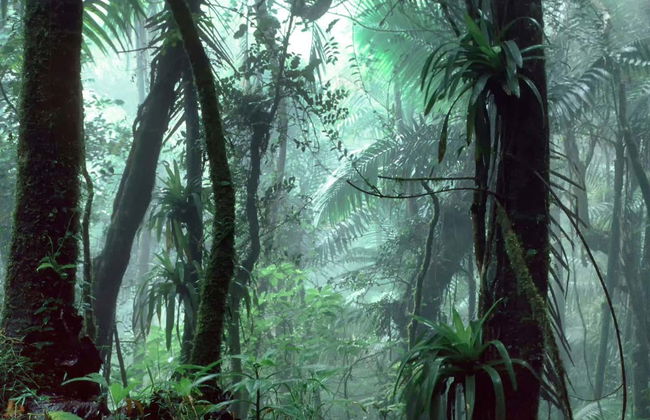 Excursión al Bosque Nacional El Yunque - Foto 4