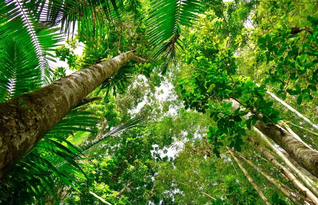 Excursión al Bosque Nacional El Yunque - Foto 1