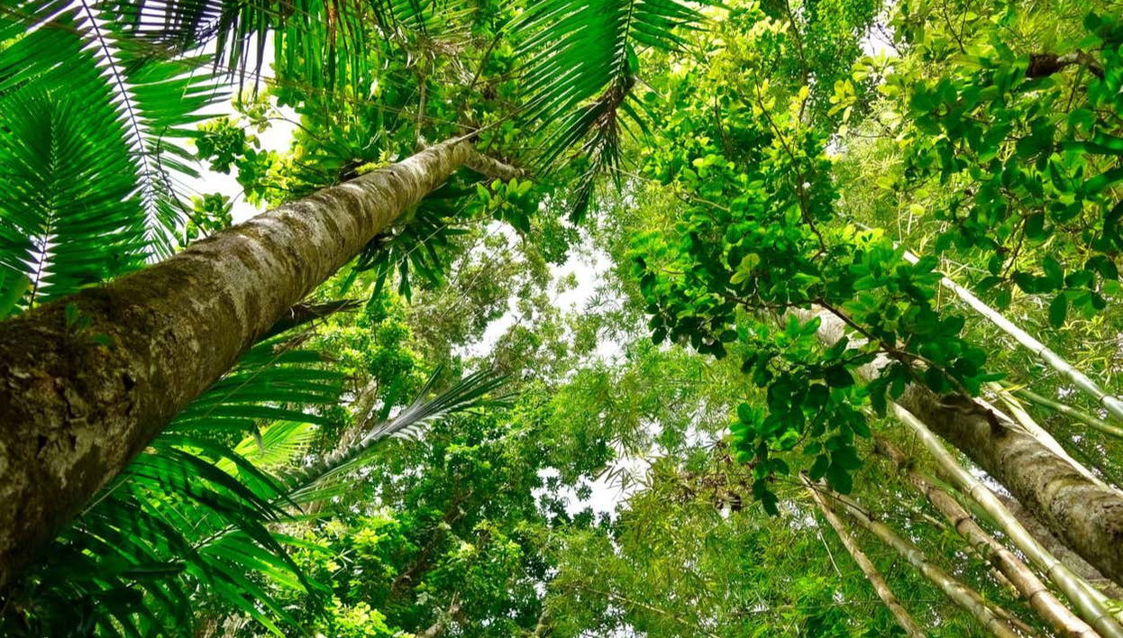 Excursión al Bosque Nacional El Yunque - Foto 1