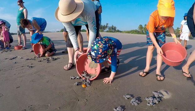 Ixtapa Zihuatanejo Sea Turtle Release - Foto 2