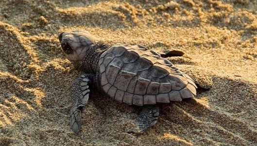 Ixtapa Zihuatanejo Sea Turtle Release - Foto 1