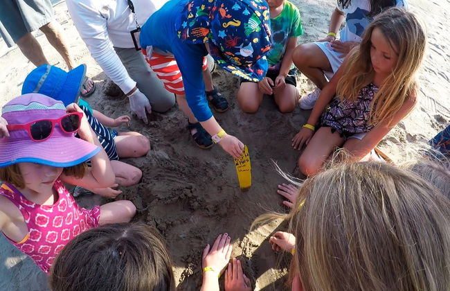Ixtapa Zihuatanejo Sea Turtle Release - Foto 2
