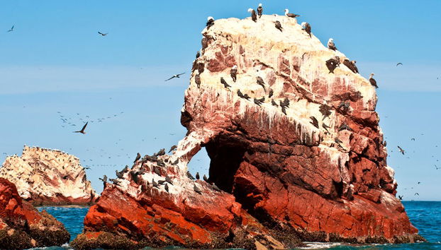Ballestas Islands Tour - Photo 4