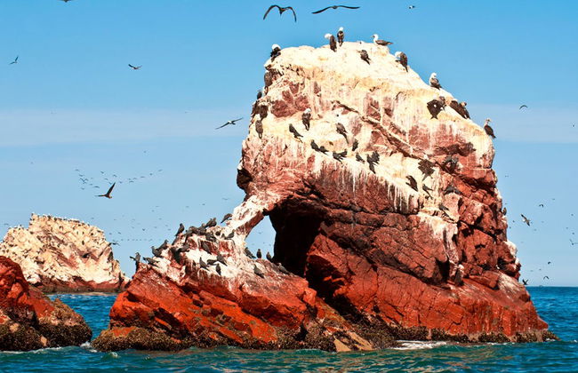 Escursione alle isole Ballestas - Foto 4