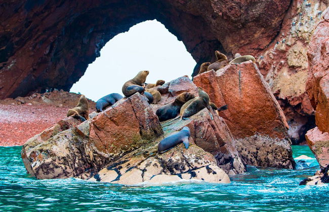 Escursione alle isole Ballestas - Foto 3