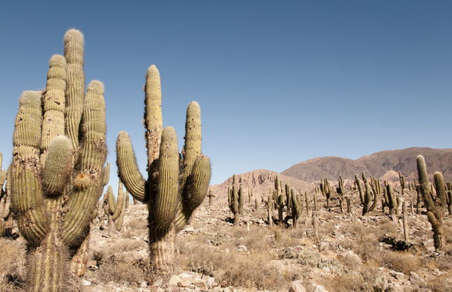 Humahuaca & Serranía de Hornocal Day Trip - Foto 1