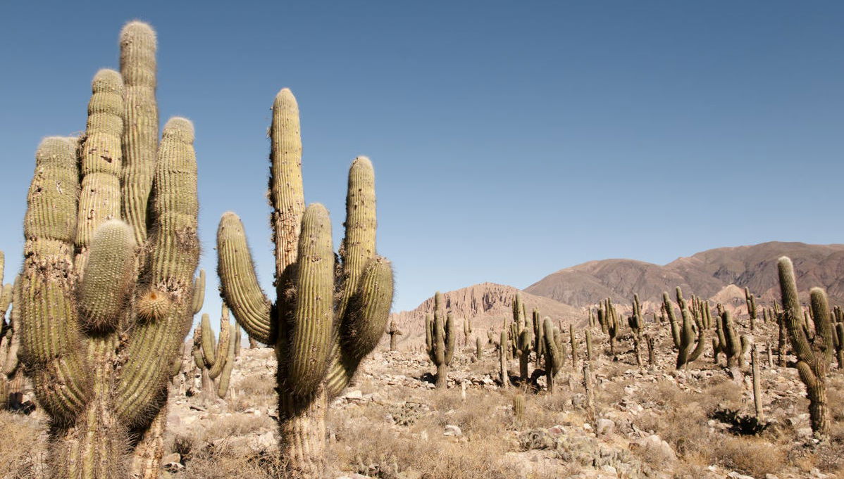 Humahuaca & Serranía de Hornocal Day Trip - Foto 1