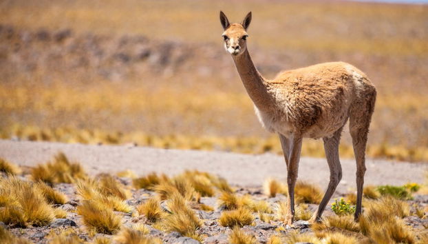 Humahuaca & Serranía de Hornocal Day Trip - Foto 3