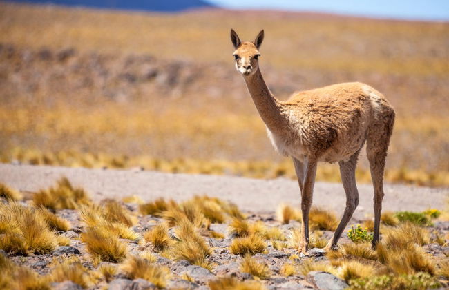 Quebrada de Humahuaca Day Trip - Foto 7