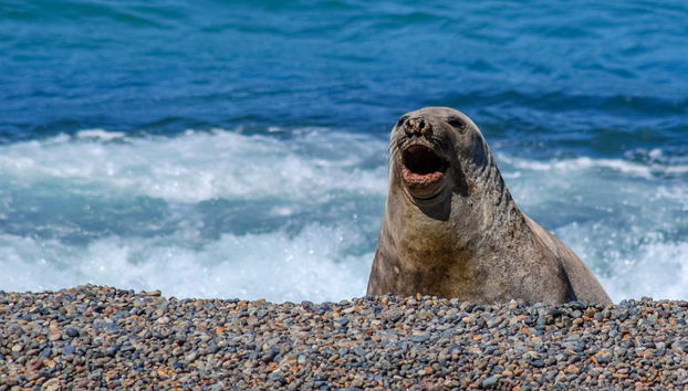 Excursion à la Péninsule Valdés pour les croisiéristes - Photo 3