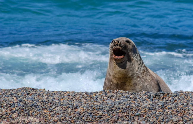 Excursion à la Péninsule Valdés pour les croisiéristes - Photo 3