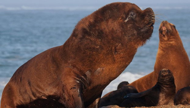 Excursion à la Péninsule Valdés pour les croisiéristes - Photo 4