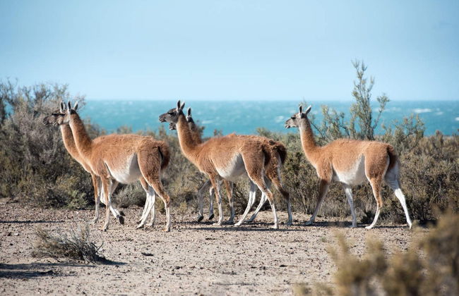 Excursion à la Péninsule Valdés pour les croisiéristes - Photo 2