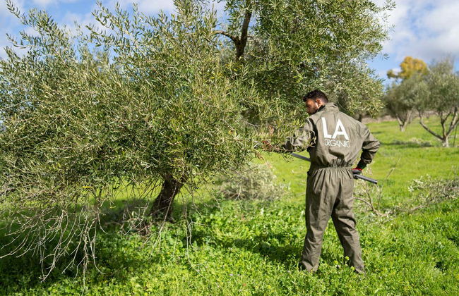 Visita a la finca LA Almazara con cata de aceites - Foto 5