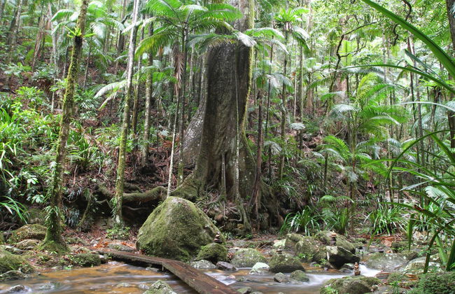 Senderismo por el Parque Nacional Nightcap - Foto 1