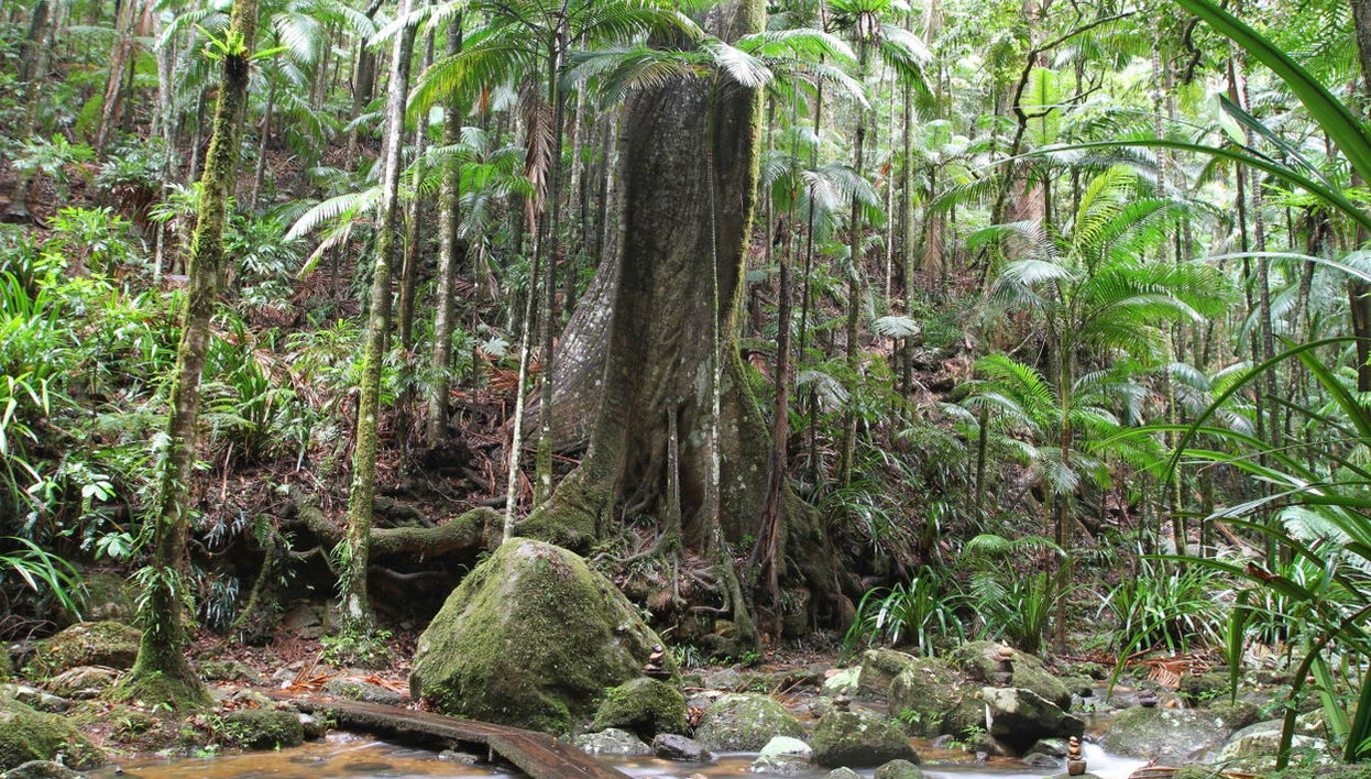 Nightcap National Park Hiking Tour - Photo 1