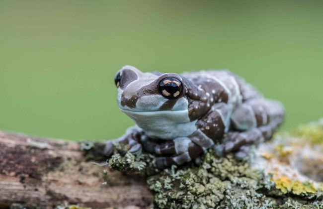 Senderismo por el Parque Nacional Nightcap - Foto 4
