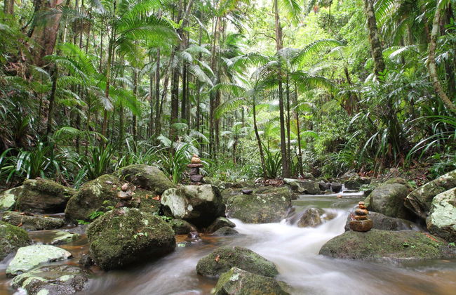 Senderismo por el Parque Nacional Nightcap - Foto 6