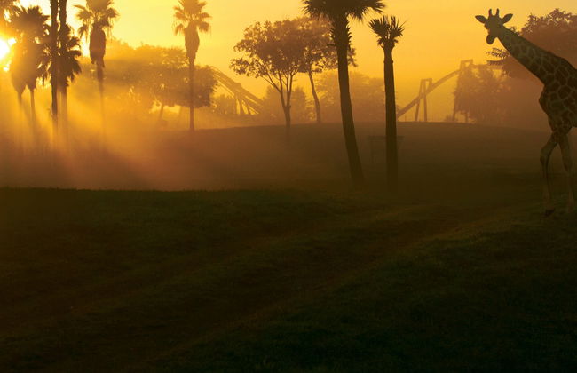 Entrada a Busch Gardens Tampa Bay - Foto 7