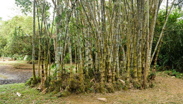 Excursão privada a Kalutara e à fazenda Lunuganga - Foto 4