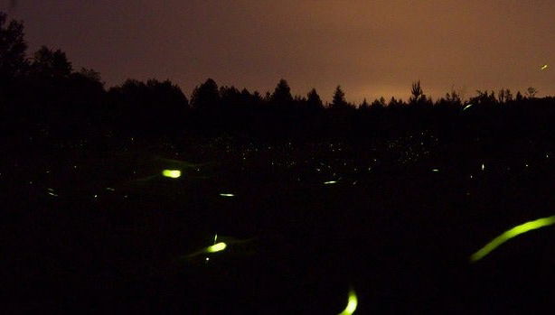 Umécuaro Dam Ziplining + Firefly Tour - Foto 1