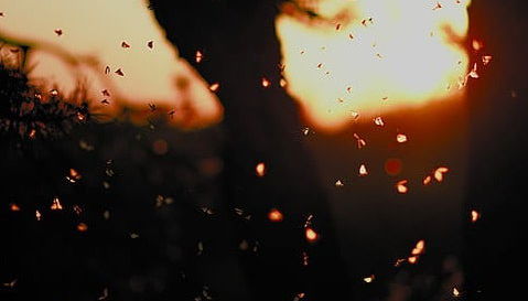 Umécuaro Dam Ziplining + Firefly Tour - Foto 2