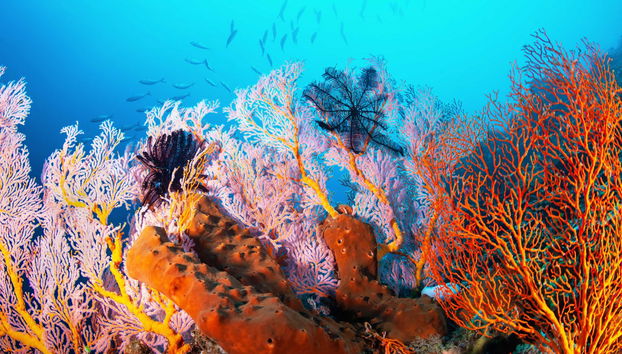 Addu Scuba Diving Introduction - Photo 4