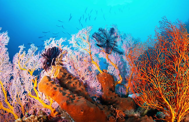 Buceo en Addu - Foto 1