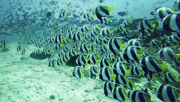 Buceo en Addu - Foto 3