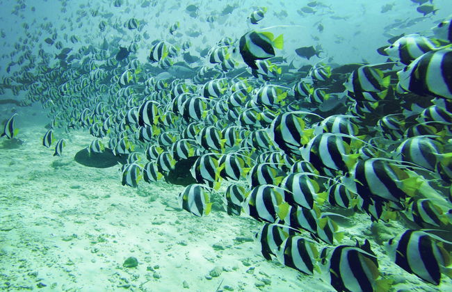 Buceo en Addu - Foto 3