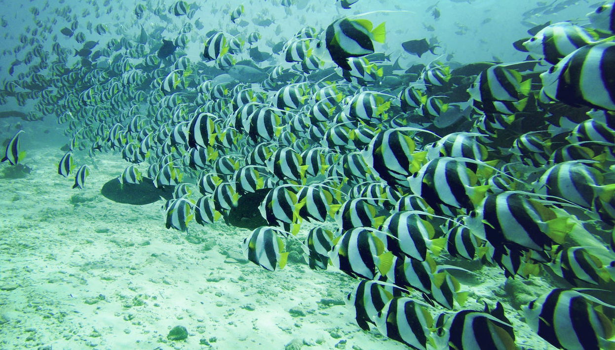 Addu Scuba Diving Introduction - Photo 1