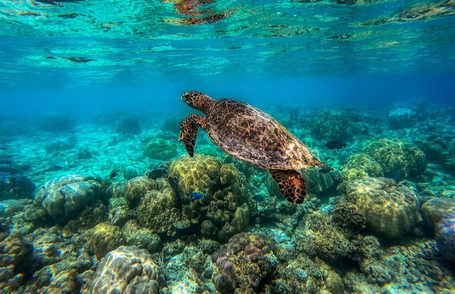Bautismo de buceo en Addu - Foto 4