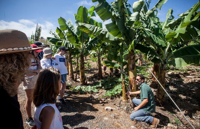 Visita a una finca de plátanos de La Orotava - Foto 2