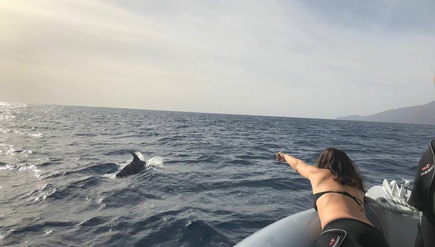 Observation de cetacés à La Restinga - Photo 3