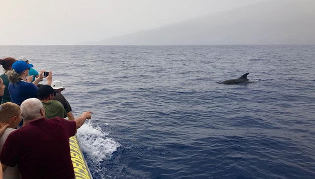 Observation de cetacés à La Restinga - Photo 5