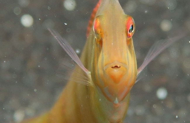 Snorkel en Fuencaliente - Foto 4