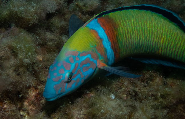 Snorkeling a Fuencaliente - Foto 7