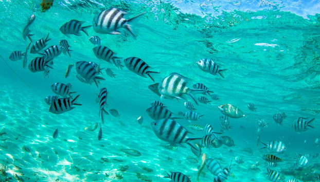 Paseo en barco con fondo de cristal + Snorkel - Foto 3